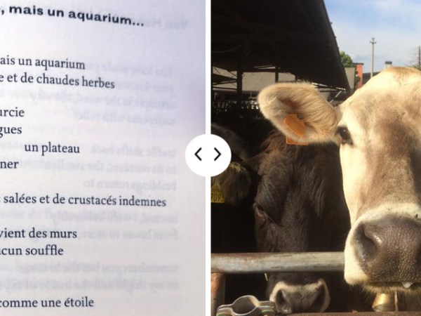 June.12.2021 –                                         Fanny Adler / Francesca Petrolo